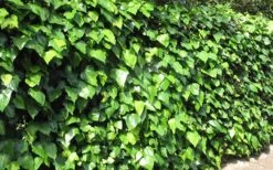 Algerian Ivy - Hedera Helix - 5 Pack Of Pint Pots 9 Algerian Ivy - Hedera Helix - 5 Pack Of Pint Pots -Garden Sales Store Ivy Algerian Landscape