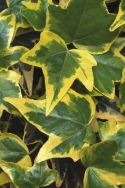 Gold Child Ivy (Hedera Helix) - 6 Pack Of Pint Pots 9 Gold Child Ivy (Hedera Helix) - 6 Pack Of Pint Pots -Garden Sales Store Ivy Gold Child 1