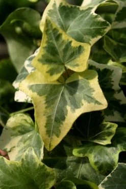 Gold Child Ivy (Hedera Helix) - 6 Pack Of Pint Pots 10 Gold Child Ivy (Hedera Helix) - 6 Pack Of Pint Pots -Garden Sales Store Ivy Gold Child 3