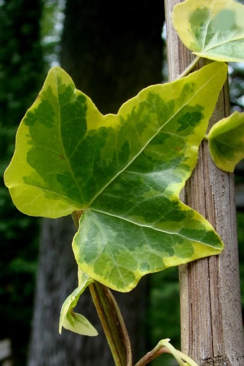 Gold Child Ivy (Hedera Helix) - 6 Pack Of Pint Pots 6 Gold Child Ivy (Hedera Helix) - 6 Pack Of Pint Pots - Image 6