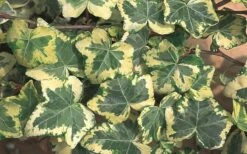 Golden Ingot Ivy - Hedera Helix - 3 Pack Of Pint Pots -Garden Sales Store Ivy Golden Ingot