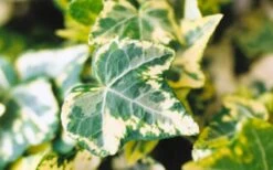 Golden Ingot Ivy - Hedera Helix - 3 Pack Of Pint Pots -Garden Sales Store Ivy Golden Ingot Closeup