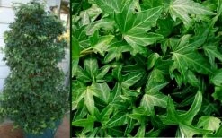 Needlepoint Ivy (Hedera Helix) - 5 Pack Of Pint Pots -Garden Sales Store Ivy Needlepoint Combo