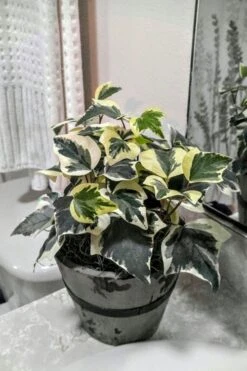 Variegated Algerian Ivy (Hedera Algeriensis 'Gloire De Marengo') - 6 Pack Of Pint Pots -Garden Sales Store Ivy Variegated Algerian 5