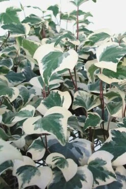 Variegated Algerian Ivy (Hedera Algeriensis 'Gloire De Marengo') - 5 Pack Of Pint Pots -Garden Sales Store Ivy Variegated Algerian 500x750 3