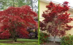 Emperor 1 Japanese Maple - 3 Gallon Pot -Garden Sales Store Japanese Maple 2 1