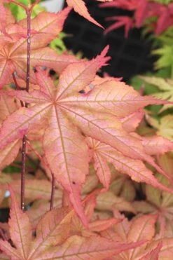 Amber Ghost Japanese Maple - 3 Gallon Pot -Garden Sales Store Japanese Maple Amber Ghost 3