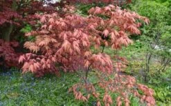 Amber Ghost Japanese Maple - 3 Gallon Pot -Garden Sales Store Japanese Maple Amber Ghost 6