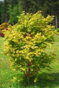 Beni Kawa Coral Bark Japanese Maple - 3 Gallon Pot -Garden Sales Store Japanese Maple Beni Kawa 1