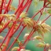 Beni Kawa Coral Bark Japanese Maple - 3 Gallon Pot