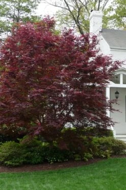 Bloodgood Red Leaf Japanese Maple - 5 Gallon Pot (2-3') -Garden Sales Store Japanese Maple Boodgood 20