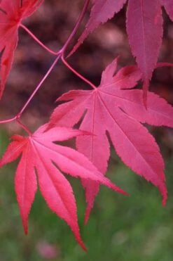 Bloodgood Red Leaf Japanese Maple - 5 Gallon Pot (2-3') -Garden Sales Store Japanese Maple Boodgood 22