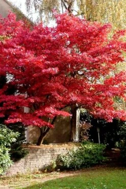 Bloodgood Red Leaf Japanese Maple - 5 Gallon Pot (2-3') -Garden Sales Store Japanese Maple Boodgood 23