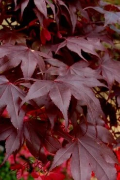 Bloodgood Red Leaf Japanese Maple - 5 Gallon Pot (2-3') -Garden Sales Store Japanese Maple Boodgood 24