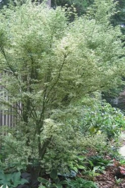 Orido Nishiki Pink Variegated Japanese Maple - 5 Gallon Pot -Garden Sales Store Japanese Maple Butterfly 5