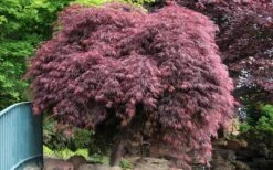 Crimson Queen Dwarf Japanese Maple - 3 Gallon Pot -Garden Sales Store Japanese Maple Crimson Queen 22