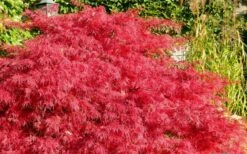 Crimson Queen Dwarf Japanese Maple - 3 Gallon Pot -Garden Sales Store Japanese Maple Crimson Queen 51
