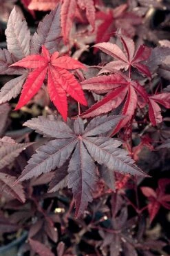 Emperor 1 Japanese Maple - 3 Gallon Pot -Garden Sales Store Japanese Maple Emperor 1 500x750 2
