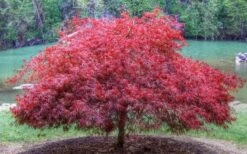 Firefall Lace Leaf Japanese Maple - 5 Gallon Pot -Garden Sales Store Japanese Maple Firefall 1