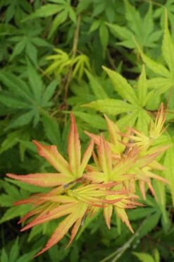 Glowing Embers Japanese Maple - 7 Gallon Pot (7'+) -Garden Sales Store Japanese Maple Glowing Embers 6