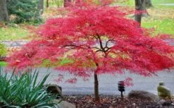 Inaba Shidare Red Japanese Maple - 3 Gallon Pot -Garden Sales Store Japanese Maple Inaba Shidare 2 1