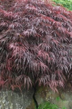 Inaba Shidare Red Japanese Maple - 3 Gallon Pot -Garden Sales Store Japanese Maple Inaba Shidare 5 1