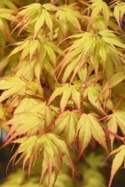 Katsura Japanese Maple - 3 Gallon Pot -Garden Sales Store Japanese Maple Katsura 1
