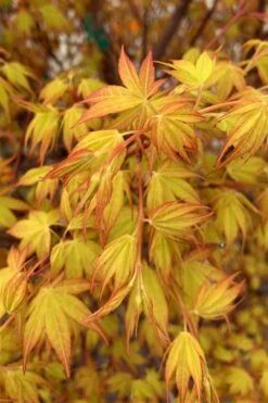 Katsura Japanese Maple - 3 Gallon Pot -Garden Sales Store Japanese Maple Katsura 4