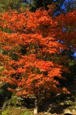 Katsura Japanese Maple - 3 Gallon Pot -Garden Sales Store Japanese Maple Katsura 5