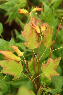 Mitsuba Yama Japanese Maple - 5 Gallon Pot -Garden Sales Store Japanese Maple Mitsuba Yama 1