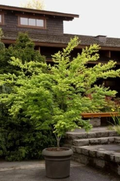 Mitsuba Yama Japanese Maple - 5 Gallon Pot -Garden Sales Store Japanese Maple Mitsuba Yama 3
