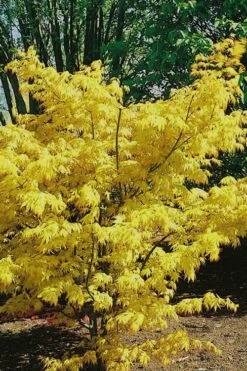 Orange Dream Japanese Maple - 1 Gallon Pot -Garden Sales Store Japanese Maple Orange Dream 10