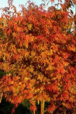 Orange Flame Japanese Maple - 2 Gallon Pot -Garden Sales Store Japanese Maple Orange Flame 12