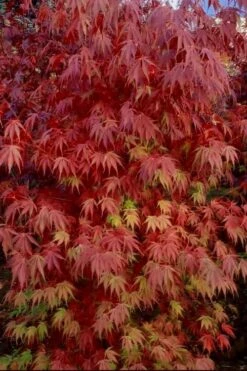 Orange Flame Japanese Maple - 2 Gallon Pot -Garden Sales Store Japanese Maple Orange Flame 13