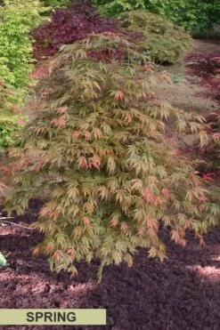 Orange Flame Japanese Maple - 2 Gallon Pot -Garden Sales Store Japanese Maple Orange Flame Spring Color
