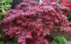 Oregon Sunset Japanese Maple - Acer Palmatum - 1 Gallon Pot -Garden Sales Store Japanese Maple Oregon Sunset 4