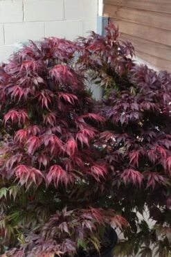 Oregon Sunset Japanese Maple - Acer Palmatum - 1 Gallon Pot -Garden Sales Store Japanese Maple Oregon Sunset 5