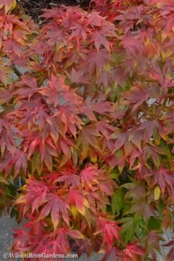 Oregon Sunset Japanese Maple - Acer Palmatum - 1 Gallon Pot -Garden Sales Store Japanese Maple Oregon Sunset 9