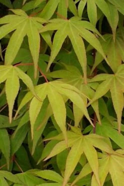 Osakazuki Japanese Maple - 1 Gallon Pot -Garden Sales Store Japanese Maple Osakazuki 5