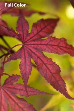 Purple Ghost Japanese Maple - 5 Gallon Pot -Garden Sales Store Japanese Maple Purple Ghost 3