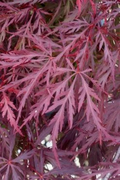 Red Dragon Dwarf Japanese Maple - 2 Gallon Pot -Garden Sales Store Japanese Maple Red Dragon 11