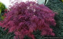 Red Dragon Dwarf Japanese Maple - 2 Gallon Pot -Garden Sales Store Japanese Maple Red Dragon 21