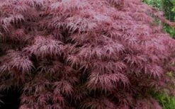 Red Dragon Dwarf Japanese Maple - 2 Gallon Pot -Garden Sales Store Japanese Maple Red Dragon 3