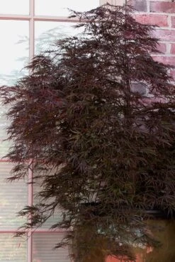 Red Select Laceleaf Japanese Maple - 1 Gallon Pot -Garden Sales Store Japanese Maple Red Select 2