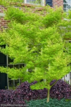 Seiryu Japanese Maple - 1 Gallon Pot 13 Seiryu Japanese Maple - 1 Gallon Pot -Garden Sales Store Japanese Maple Seiryu 23 1