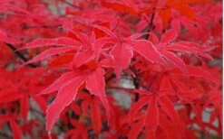 Shirazz Japanese Maple - 5 Gallon Pot (2-3') -Garden Sales Store Japanese Maple Shirazz 10