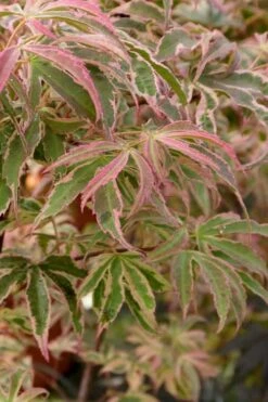 Shirazz Japanese Maple - 5 Gallon Pot (2-3') -Garden Sales Store Japanese Maple Shirazz 13