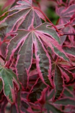 Shirazz Japanese Maple - 5 Gallon Pot (2-3') -Garden Sales Store Japanese Maple Shirazz 6