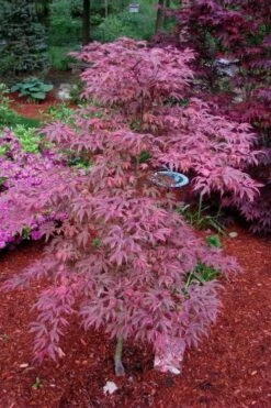 Shirazz Japanese Maple - 5 Gallon Pot (2-3') -Garden Sales Store Japanese Maple Shirazz 7