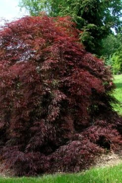 Tamukeyama Dwarf Red Japanese Maple - 5 Gallon Pot 11 Tamukeyama Dwarf Red Japanese Maple - 5 Gallon Pot -Garden Sales Store Japanese Maple Tamukeyama 10